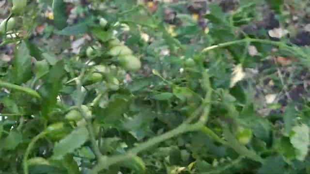 Обзор сорта томата Римская ваза Боргезе смотреть онлайн