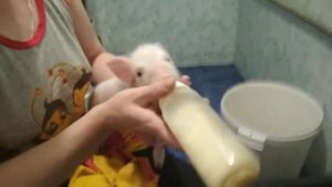 Как выкормить НОВОРОЖДЁННЫХ ПОРОСЯТ!!!!
