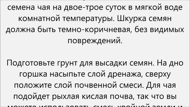 Как вырастить чай смотреть онлайн