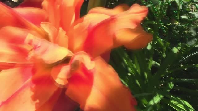 Зацвели лилейники!.mp4 смотреть онлайн