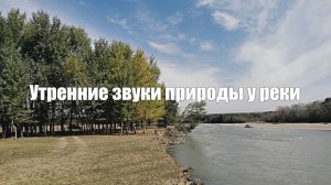 Утренние звуки природы у реки