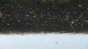 Ловля карася в июне. Карась на поплавок летом