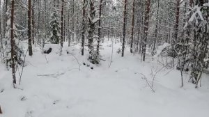 ОХОТА НА ЛОСЯ, НАШЁЛ ЦЕЛОЕ СТАДО! ДВА ДНЯ ИЗ ЖИЗНИ ОХОТНИКА! Moose hunting