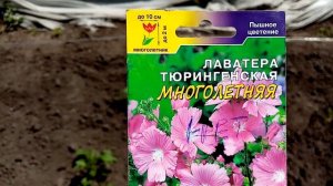Обзор Цветов Лаватера "ТЮРИНГСКАЯ". Очень  Популярные Цветочки.  17 июня 2021г.