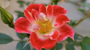 LITTLE ARTIST ROSE plant by Samuel Darragh McGredy IV 1977 New Zealand バラ リトルアーティスト