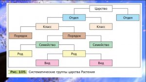 Биология, 6 кл, § 19 "Систематика растений. Её значение для ботаники"