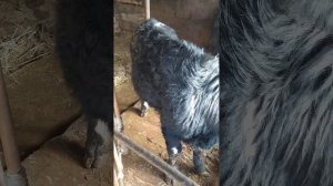 купил бычка(абердин/голштин)