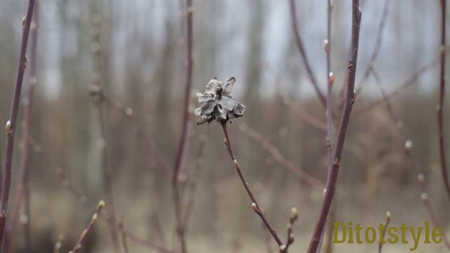 Гелиос44м-7 с Canon 6d как снимают фото и видео в таком сочетании смотреть онлайн