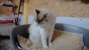 Жизнь кошек в приюте. Приют для кошек "Лис". Как живут кошки в кошачьем приюте ?