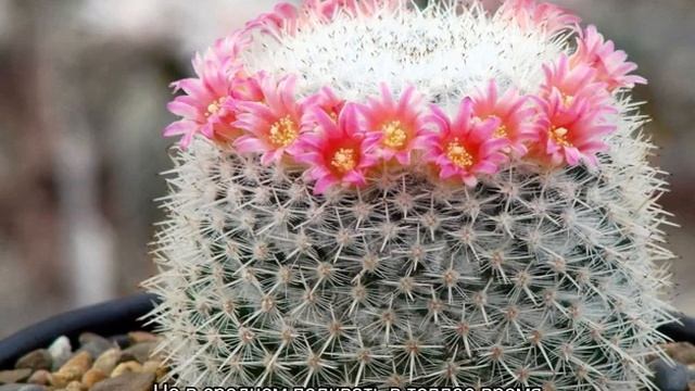 Кактус маммиллярия — виды и уход в домашних условиях