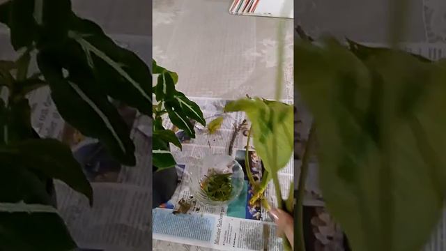 Syngonium wendlandi |Syngonium Wendlandi Plant Care |How to care arrow head plantसिंगोनियम की देखभा