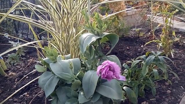 Эустома идёт на вторую зимовку, два сезона уже отцвела смотреть онлайн