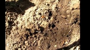 Любимый сад . Осенняя посадка черенков чёрной смородины .