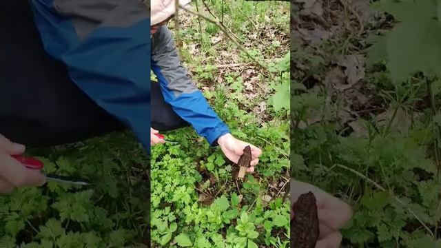 Сморчок конический #сморчки #сморчокконический #грибы2023 #morchella #природа