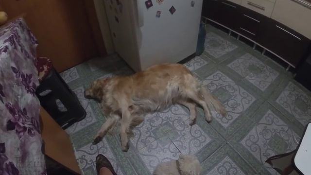 Можно ли собаке рыбу и морковку? Собаки едят сырую рыбу! Советы по кормлению. смотреть онлайн