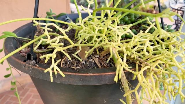 Rhipsalis Cereuscula ( Coral Cactus ) A FUN Shrubby CACTUS is perfect for indoor-growers смотреть онлайн