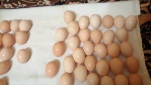 Получила инкубационное яйцо из Ставрополя порода Плимутрок