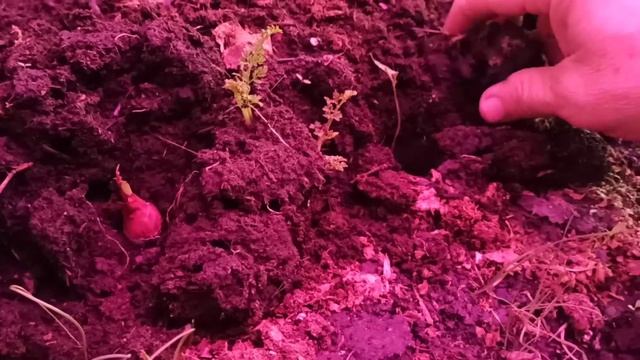 Где лучше рассаде, в доме или в теплой грядке! смотреть онлайн