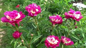 Пион Топ Хат / Peony Top Hat - Сад на Волхове