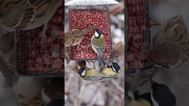 Сетчатая кормушка для арахиса и орехов смотреть онлайн