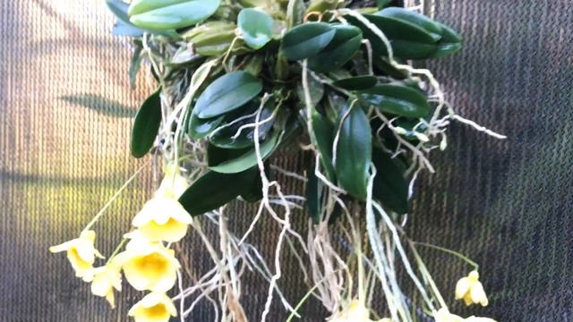 Dendrobium jenkinsii x lindleyi: My Orchid in bloom after a dry winter rest смотреть онлайн