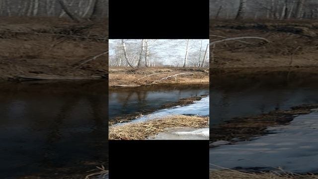 Сибирская таежная речка.