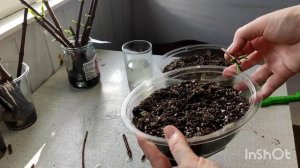 Гортензия Сандей Фрайз,  размножаем деревянными черенками от 16.01.2023 ?