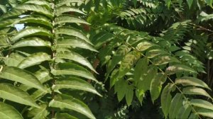 7 сентября 2022 г. #Айлант высочайший (#Ailanthus altissima)
