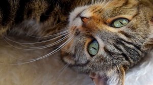 Классическая музыка для исцеления больных собак и кошек 1 ЧАС