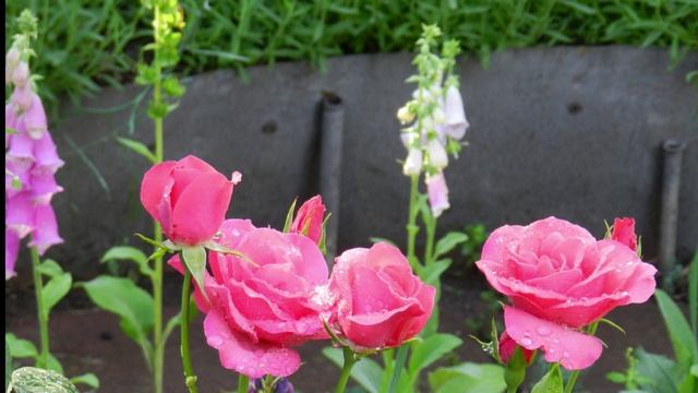 Роза Дафтволке - непередаваемый оттенок, обильное цветение