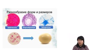 Многообразие клеток