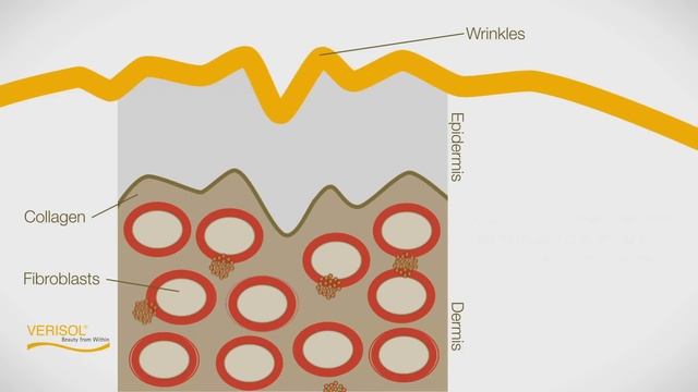 VERISOL® Collagen - Beauty from Within