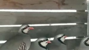 Кеклик на зимовке на личном подворье.???Разведение горной куропатки