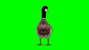 ФУТАЖ ЖИВОТНЫЕ / ГУСЬ / УТКА / ЗЕЛЁНЫЙ ЭКРАН | FOOTAGE ANIMALS / GOOSE / DUCK / GREEN SCREEN | 2022