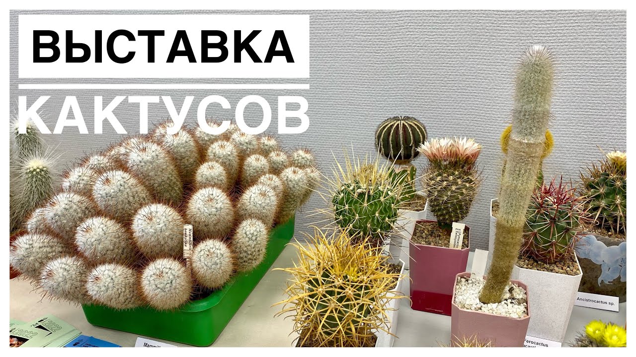 Будни цветовода _ ?Выставка кактусов ?_ 29.05.2022г..mp4 смотреть онлайн