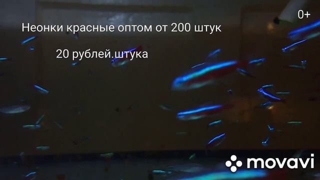 Неон красный 20 р.шт смотреть онлайн
