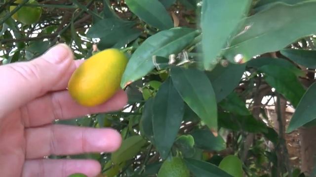 Экзотика Израиля.Что такое Кумкват? смотреть онлайн