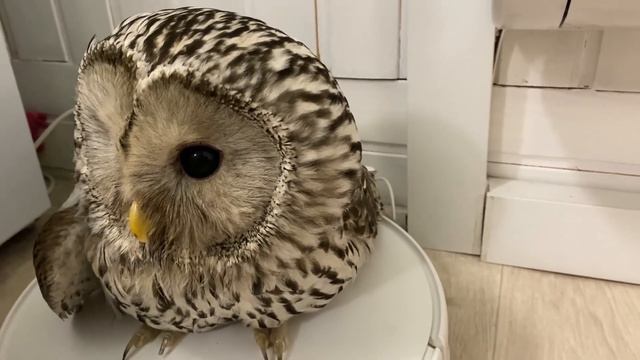 РЕБОРН ЛИАМ И СОВА #реборн #rebornbaby #куклареборн смотреть онлайн