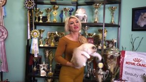 Хендлинг. Выставочное представление различных пород.