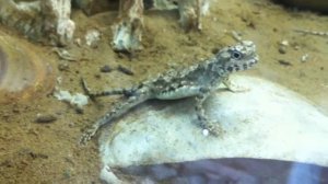 Такырная круглоголовка