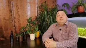 Желтеют листья у спатифиллума? Без паники! Вот решение