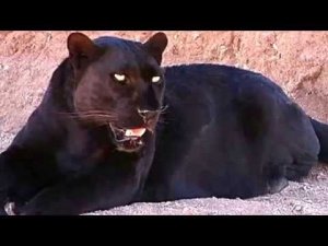 13 Facts about Black Panthers! Black Panther Facts.mp4