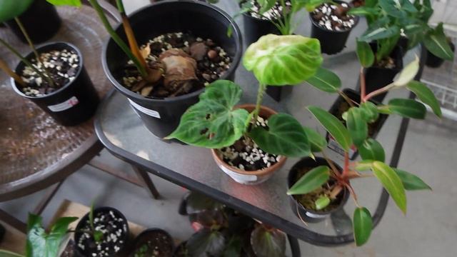 Come Plant Shopping with Me  The Green Loft Sydney Rare Plant Shop