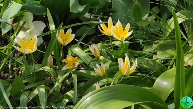 Весеннее солнышко и пение птиц залог здоровья /Звуки природы/Birdsong/Sounds of nature/Relax