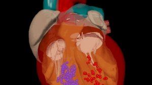 Human 3D, Кровообр, 03_Движения сердца