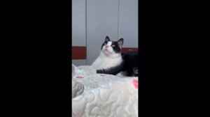 Целебное мурчание кошки✨