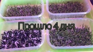 Проращивание Лук Халцедон