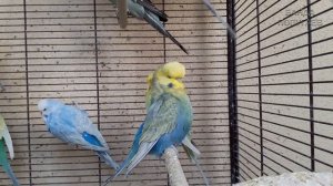 ? Учим попугая по имени Гоша говорить, видеоурок 2: "Гошечка красавчик!"