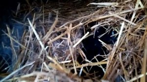 Кролики. Почему зимний окрол лучше.