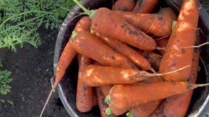 Морковь кардоба